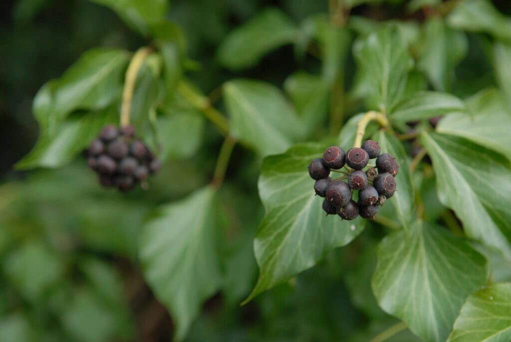 tree ivy
