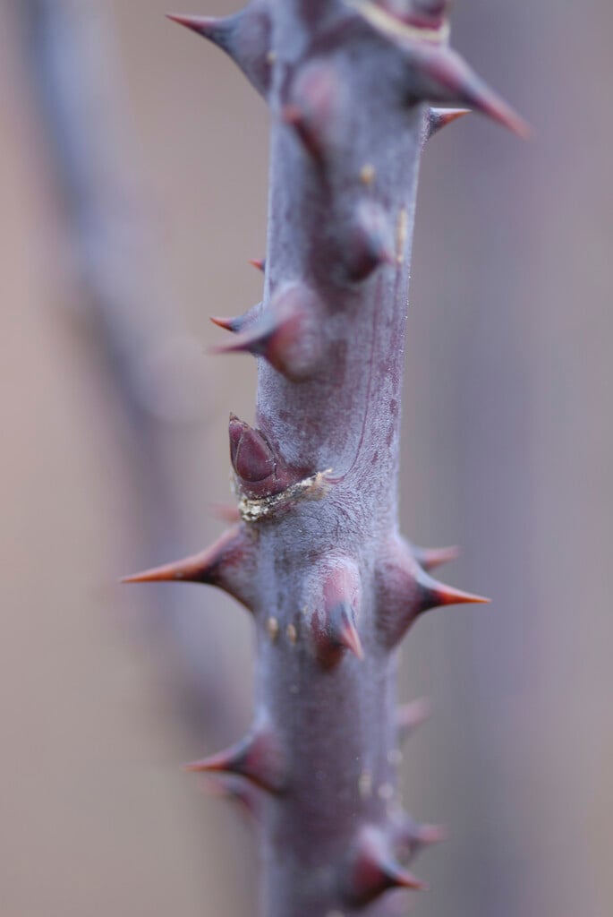 tree aralia
