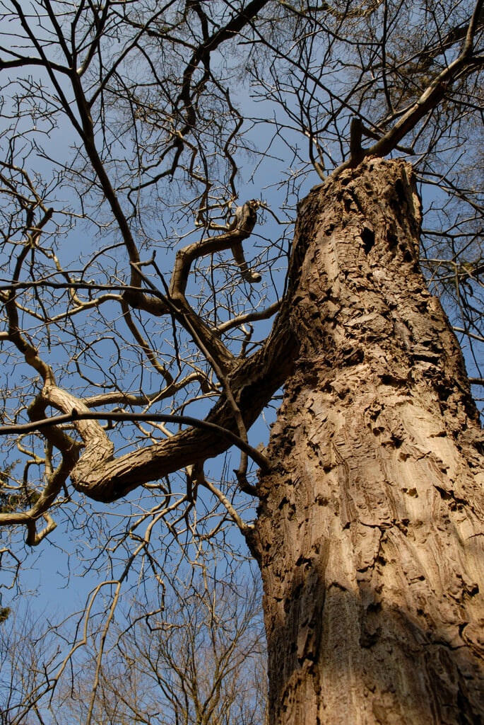 <i>Juglans</i> <i>regia</i> 'Pendula'