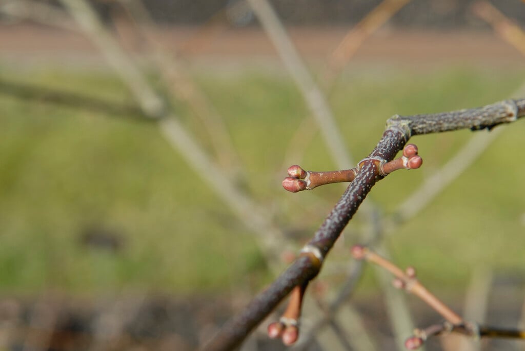 <i>Staphylea</i> <i>emodi</i>