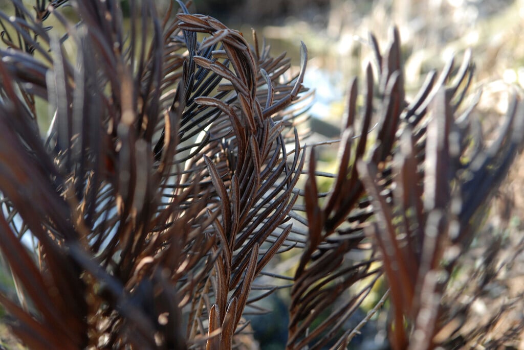 Oriental ostrich fern