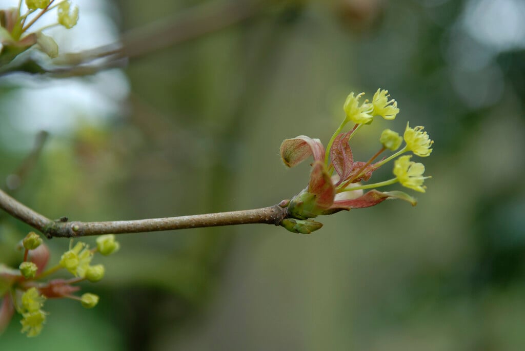 Norway maple 'Stollii'