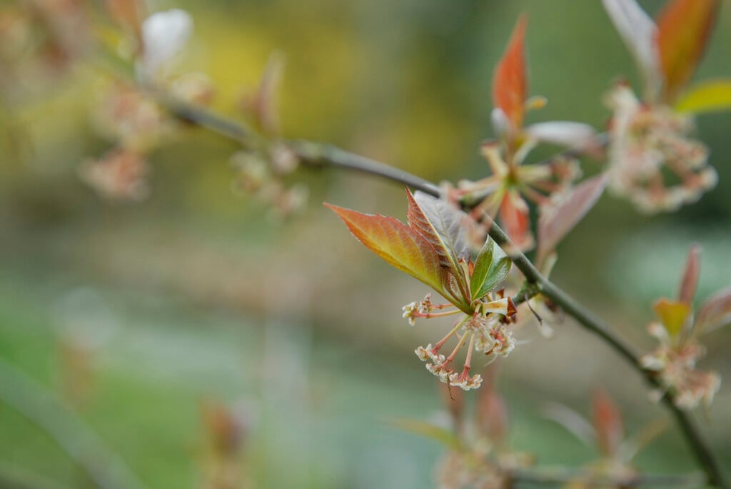<i>Euptelea</i> <i>pleiosperma</i>