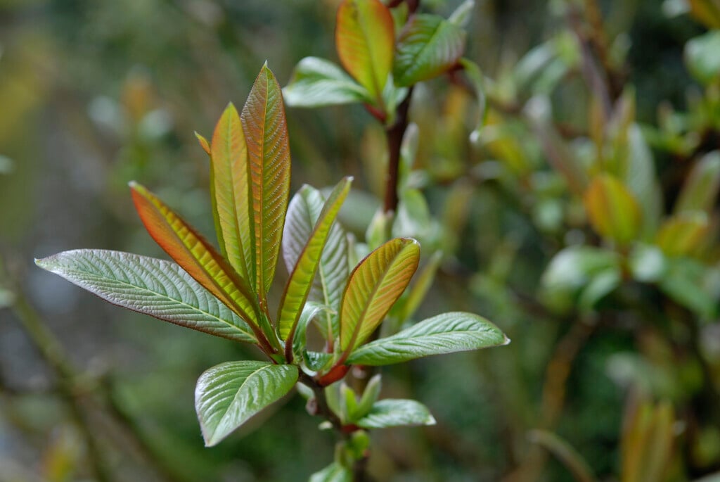 Moupin willow