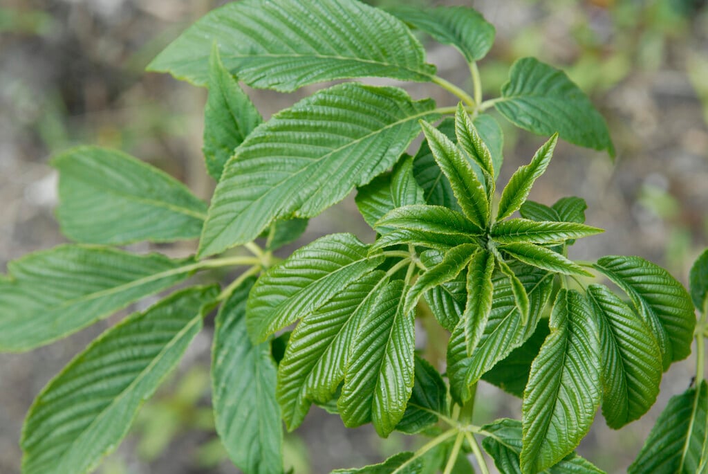 California buckeye