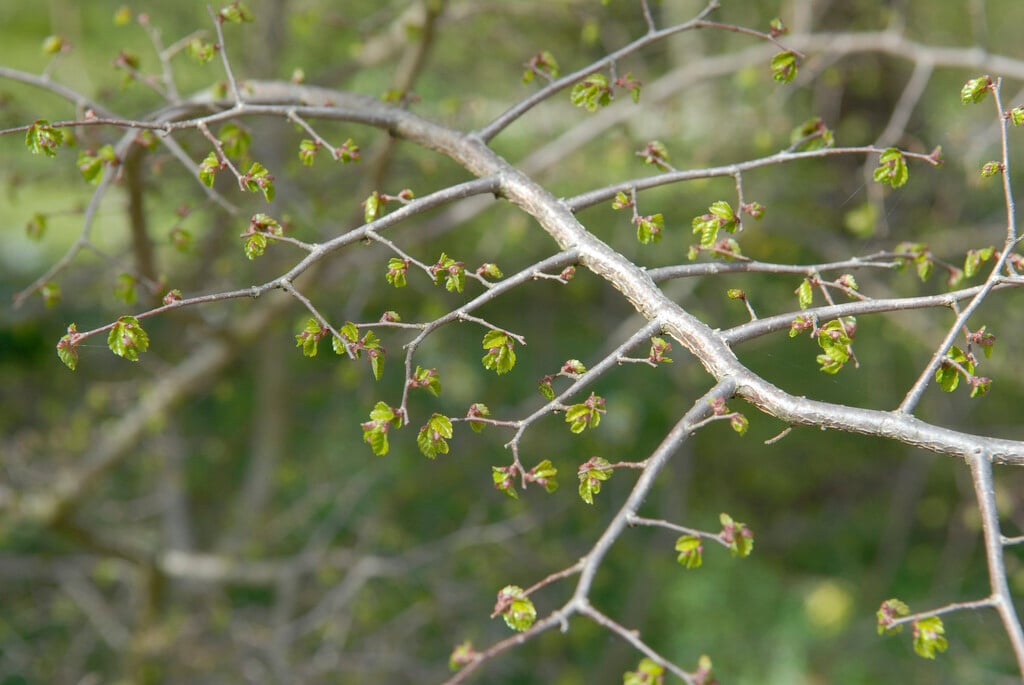 Cretan zelkova