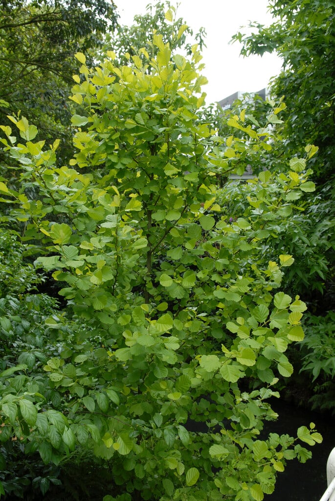 <i>Alnus</i> <i>glutinosa</i> 'Aurea'