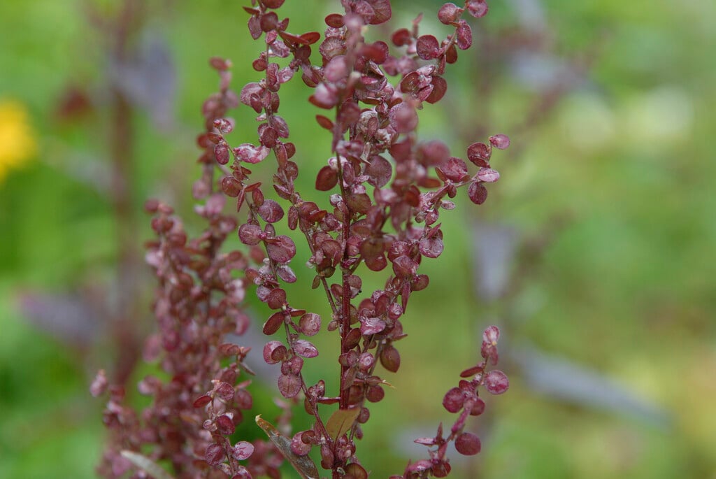 garden orache