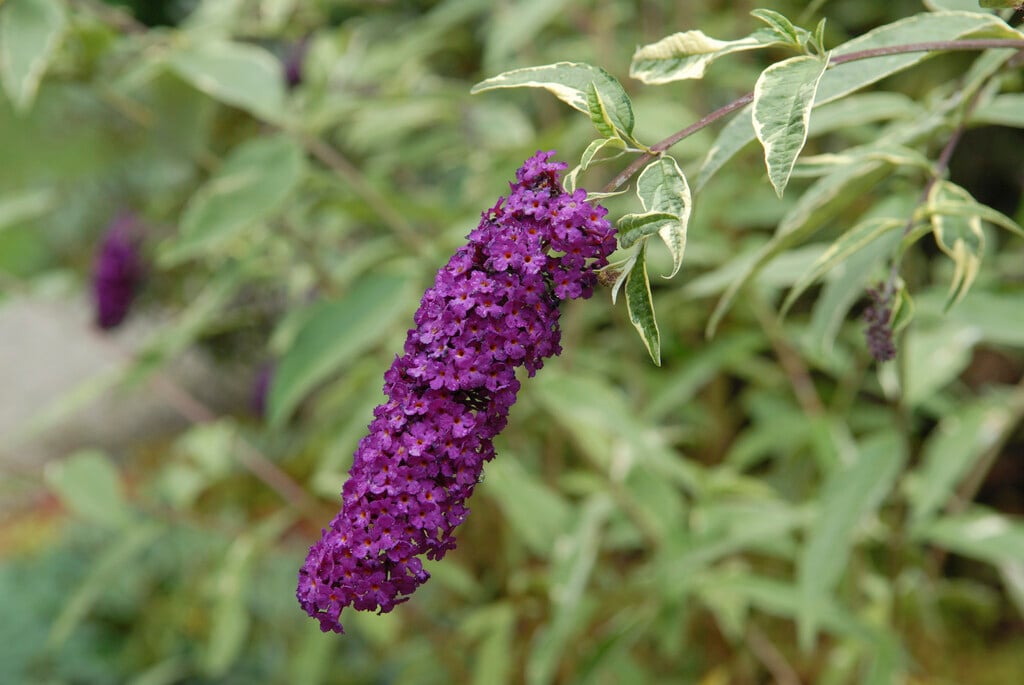 butterfly bush 'Harlequin'