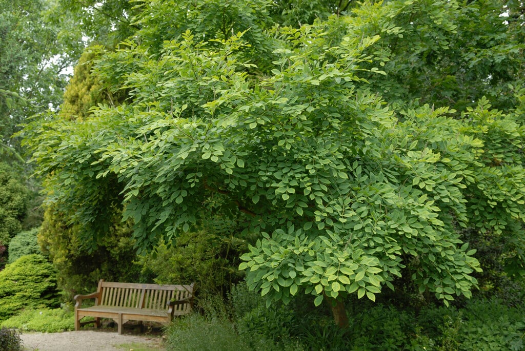 <i>Maackia</i> <i>chinensis</i>