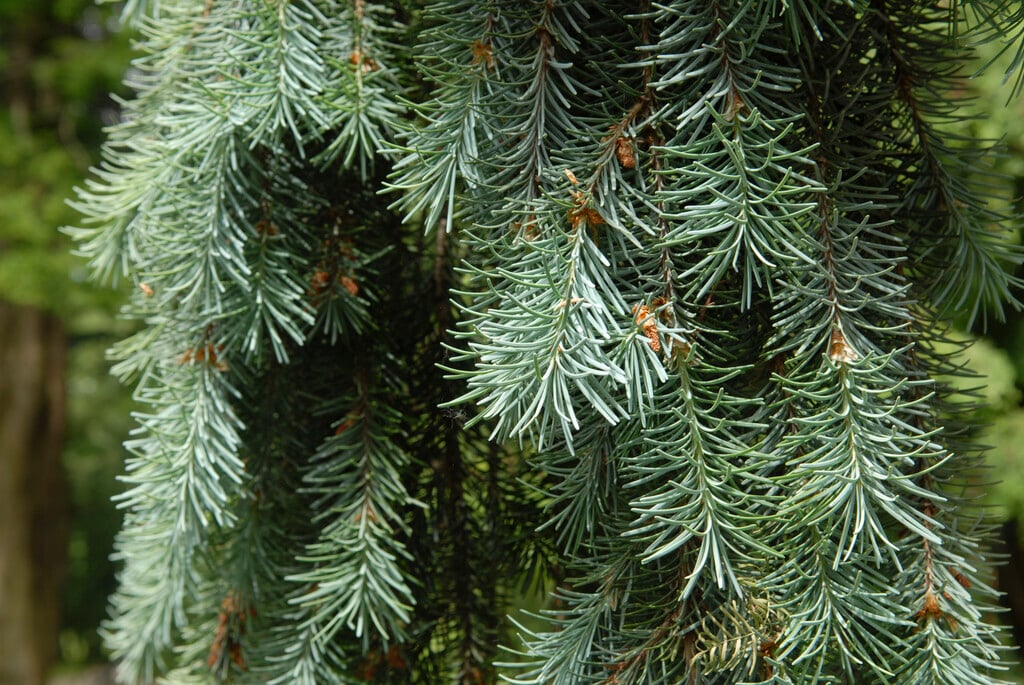<em>Pseudotsuga</em> <em>menziesii</em> 'Glauca Pendula'
