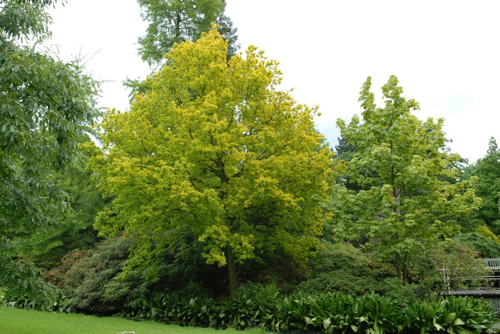 golden oak