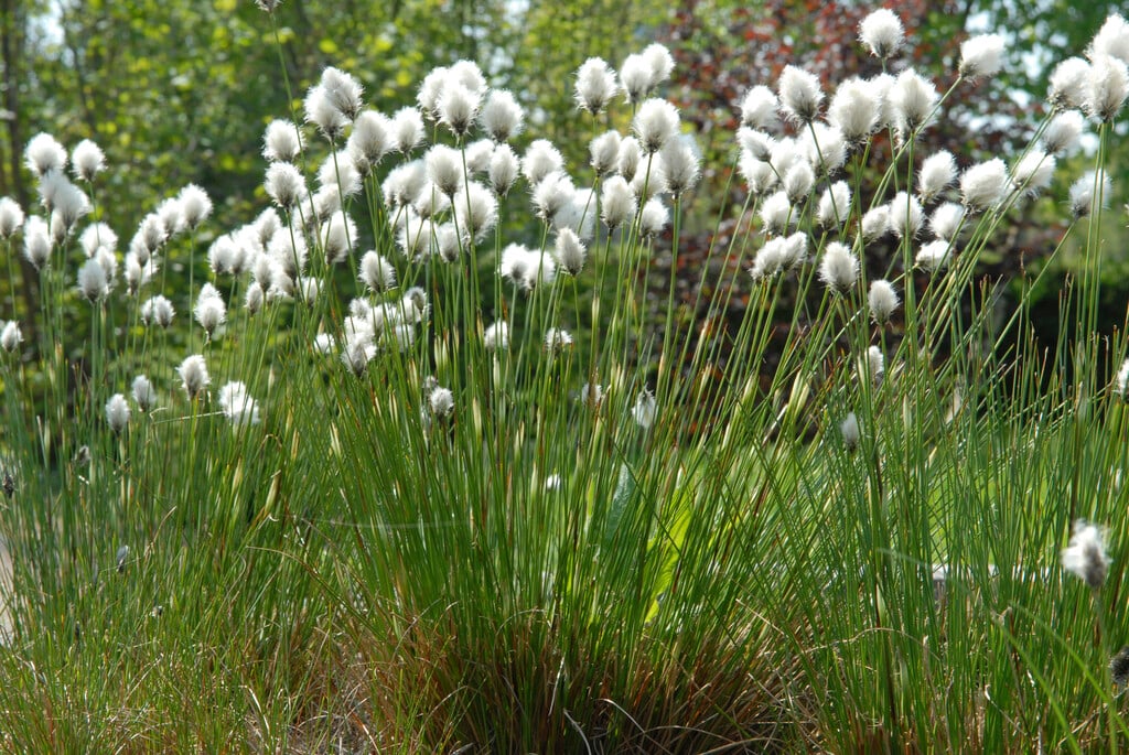 hare's tail cotton grass