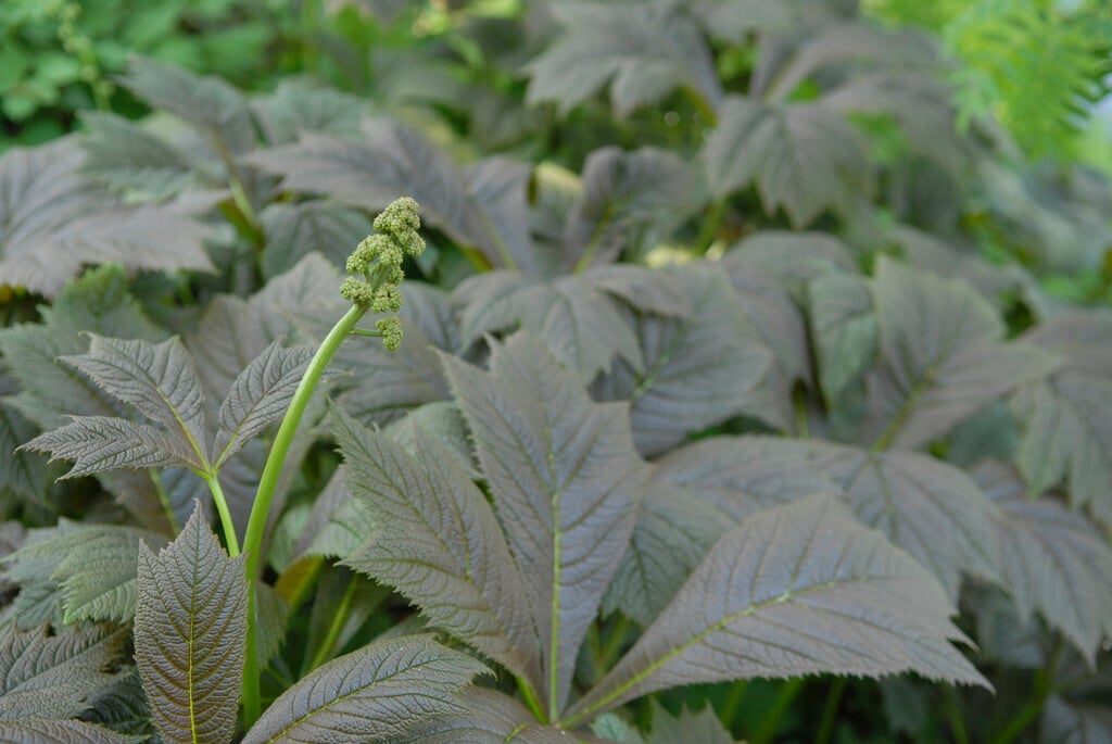 Rodgers' bronze-leaf 'Braunlaub'