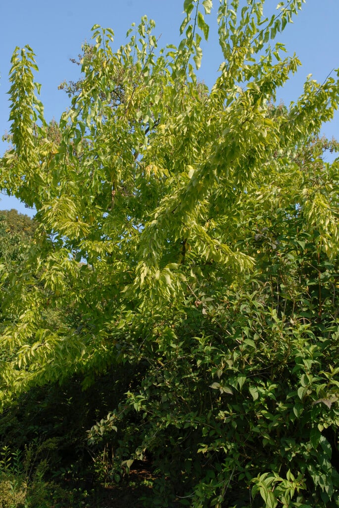Osage orange