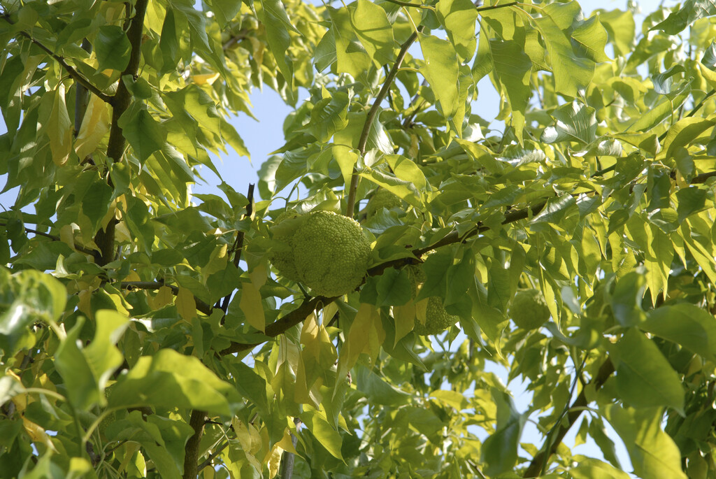 Osage orange
