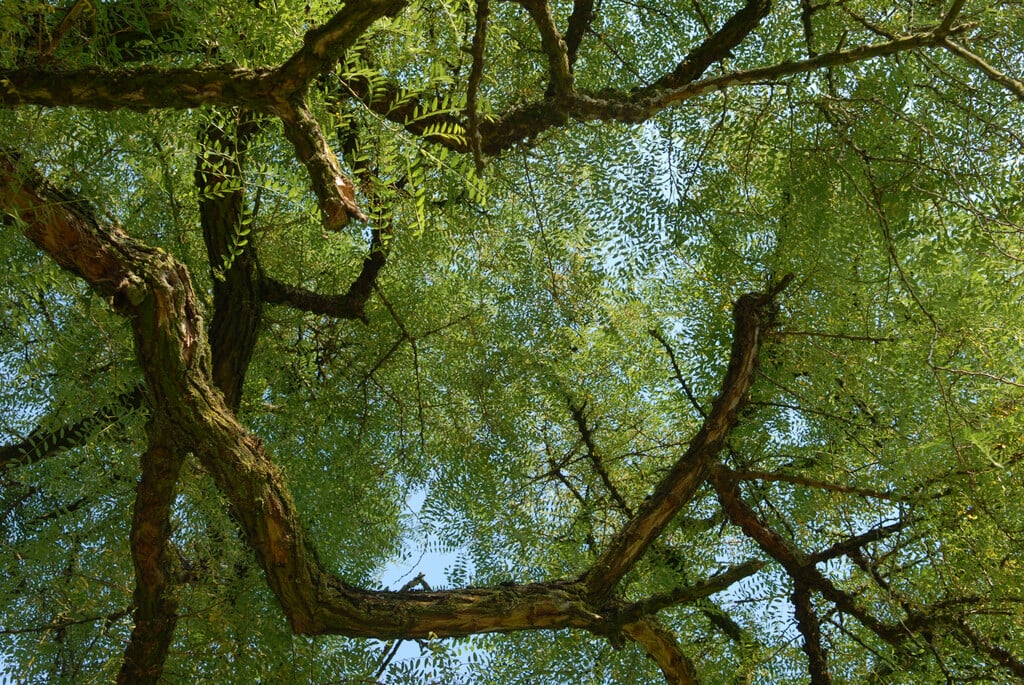 <em>Robinia</em> <em>pseudoacacia</em> 'Myrtifolia'