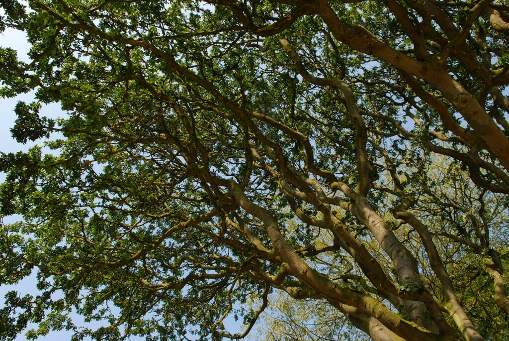 <i>Gleditsia</i> <i>macracantha</i>