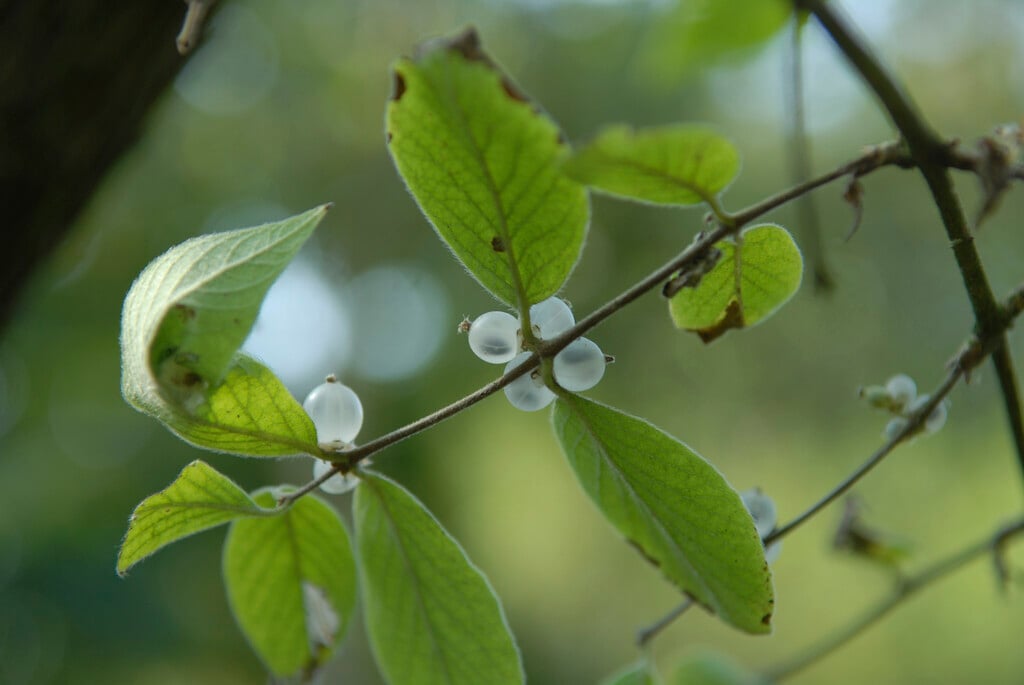 translucent honeysuckle