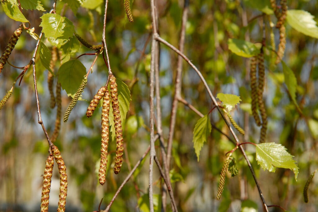 Young's weeping birch
