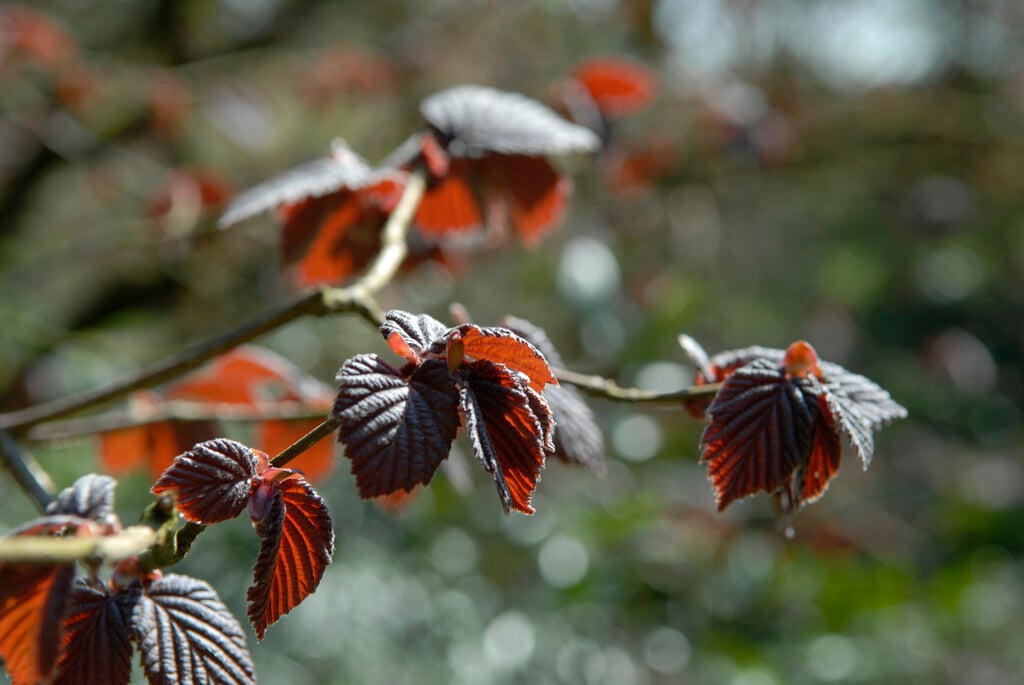 hazel 'Fuscorubra'