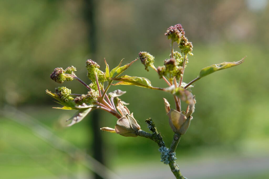 <i>Fraxinus</i> <i>sieboldiana</i>