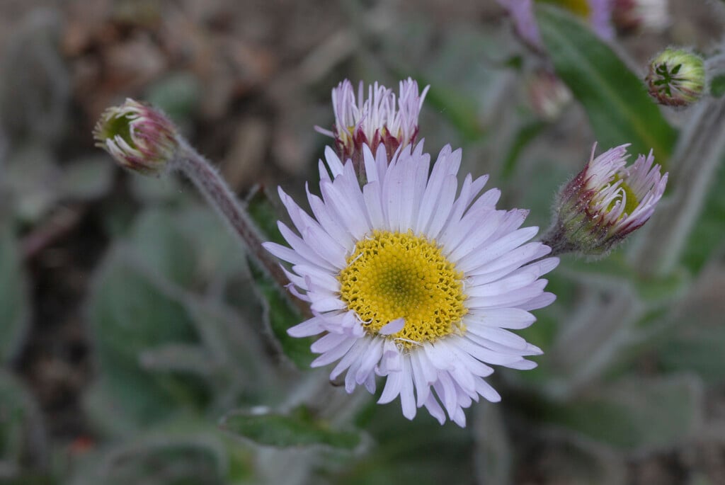 <i>Erigeron</i> <i>pulchellus</i> 'Meadow Muffin'