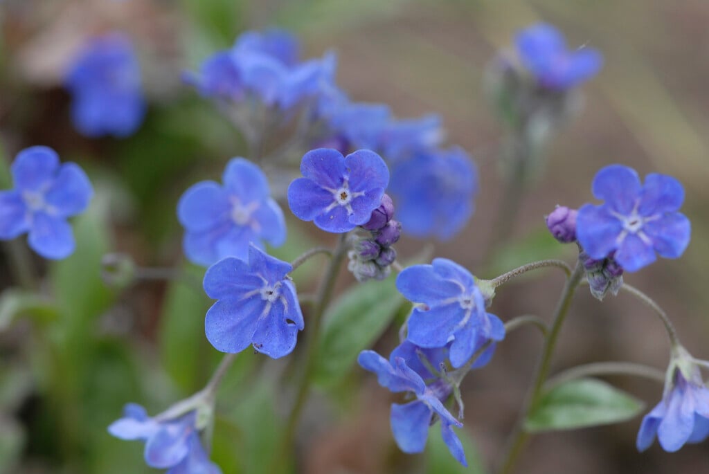 <i>Omphalodes</i> <i>verna</i> 'Elfenauge'