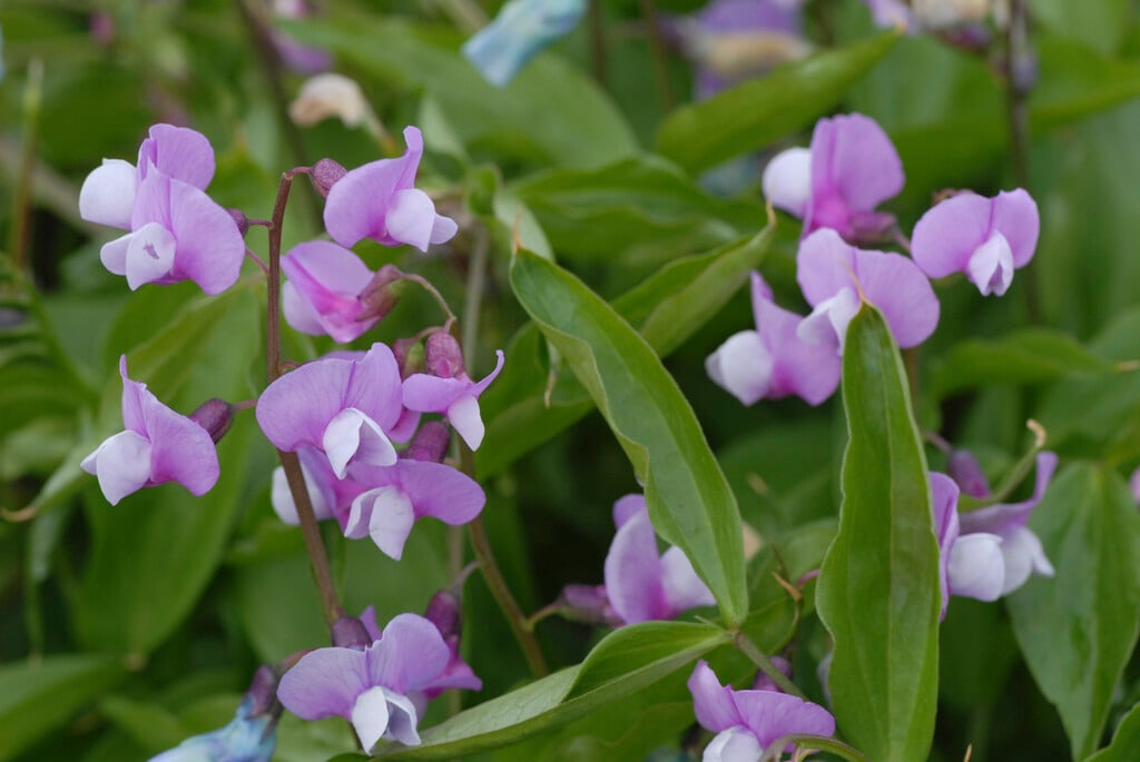 spring pea