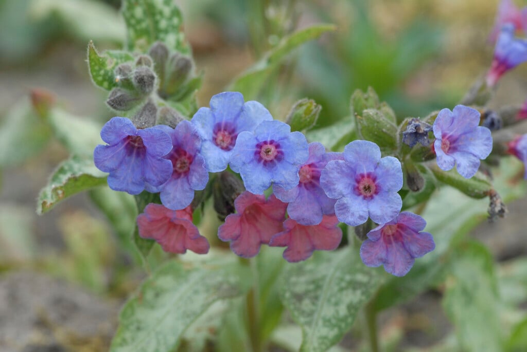 <i>Pulmonaria</i> 'Silver Shimmers'