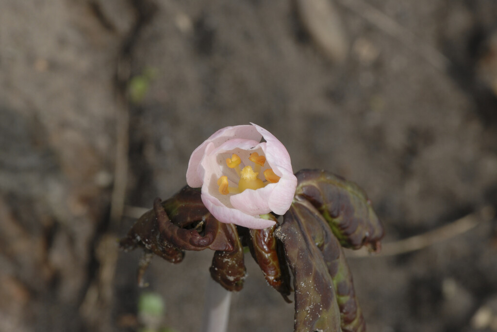 <i>Sinopodophyllum</i> <i>hexandrum</i> var. <i>emodi</i> 'Majus'