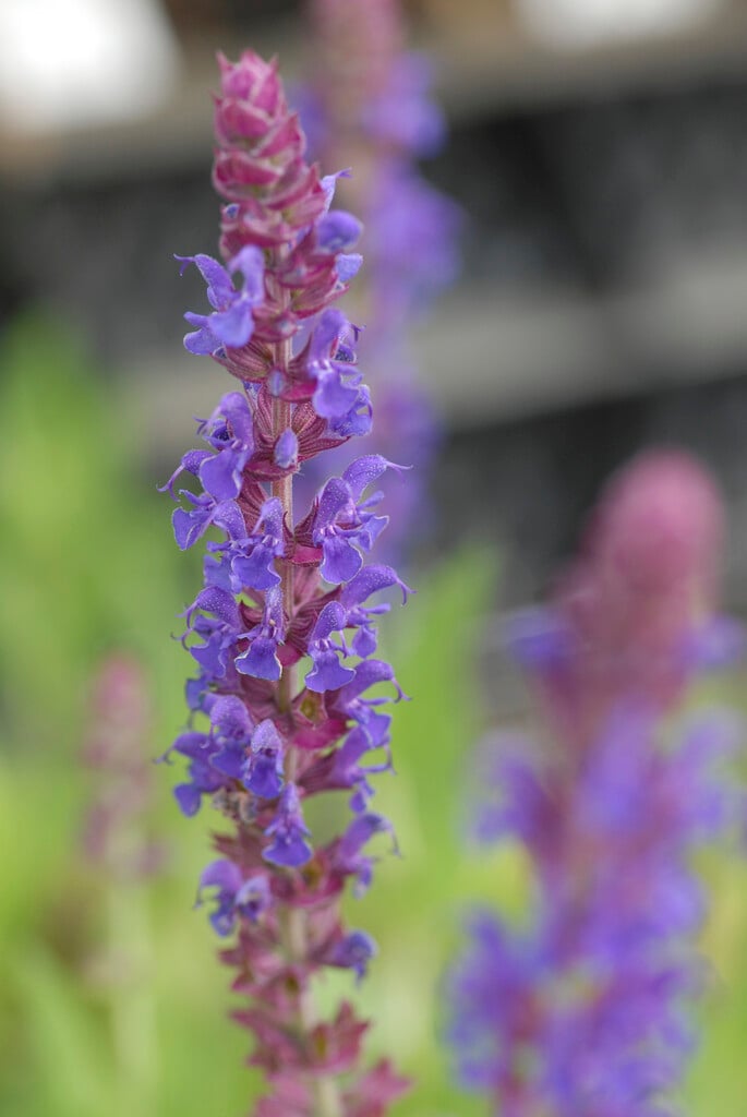 <i>Salvia</i> <i>nemorosa</i> subsp. <i>tesquicola</i>
