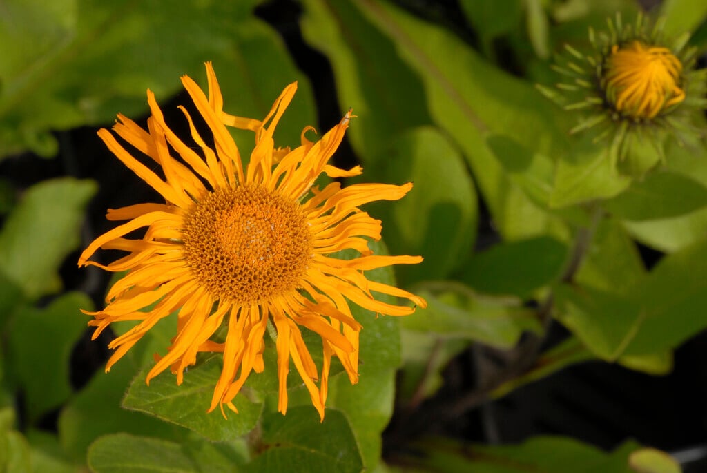 <i>Inula</i> <i>orientalis</i> 'Grandiflora'