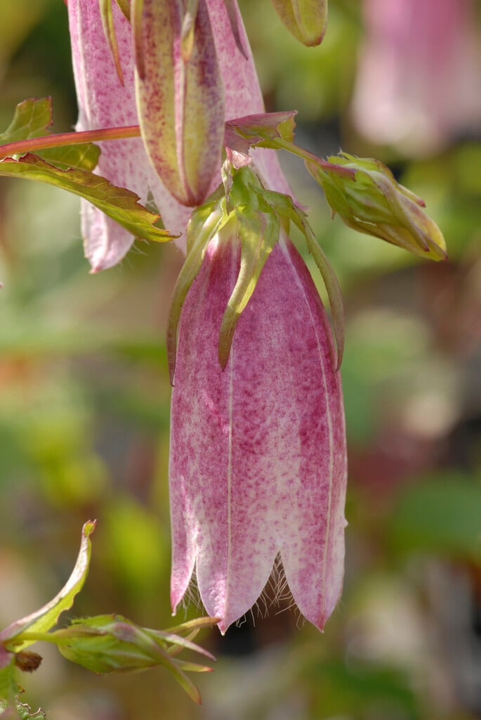 Korean bellflower 'Elizabeth'