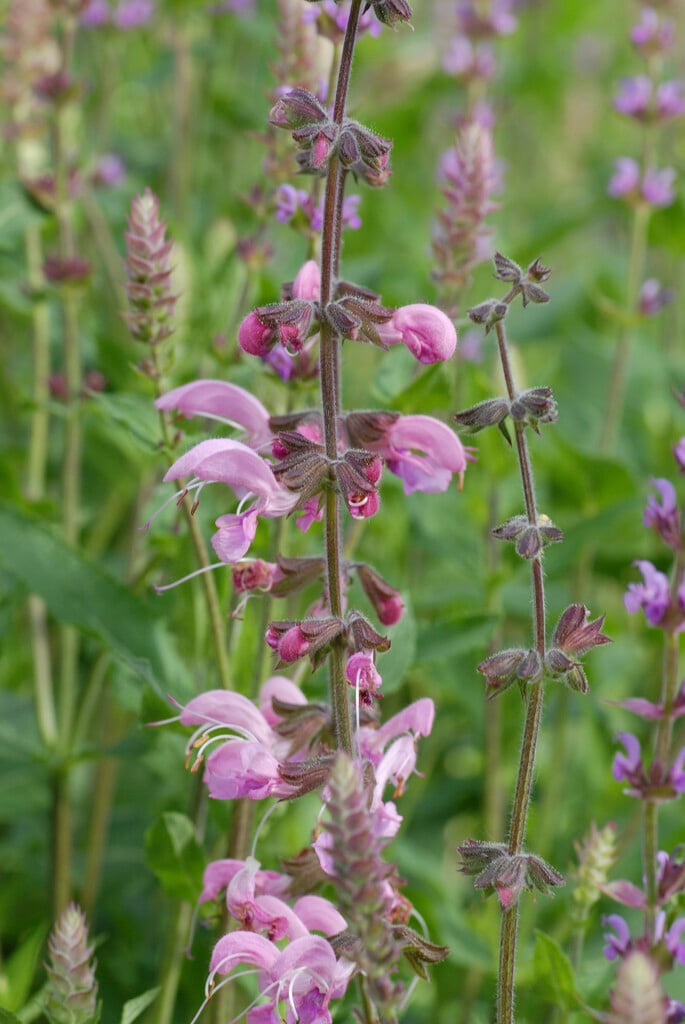 <i>Salvia</i> <i>pratensis</i> 'Rosea'