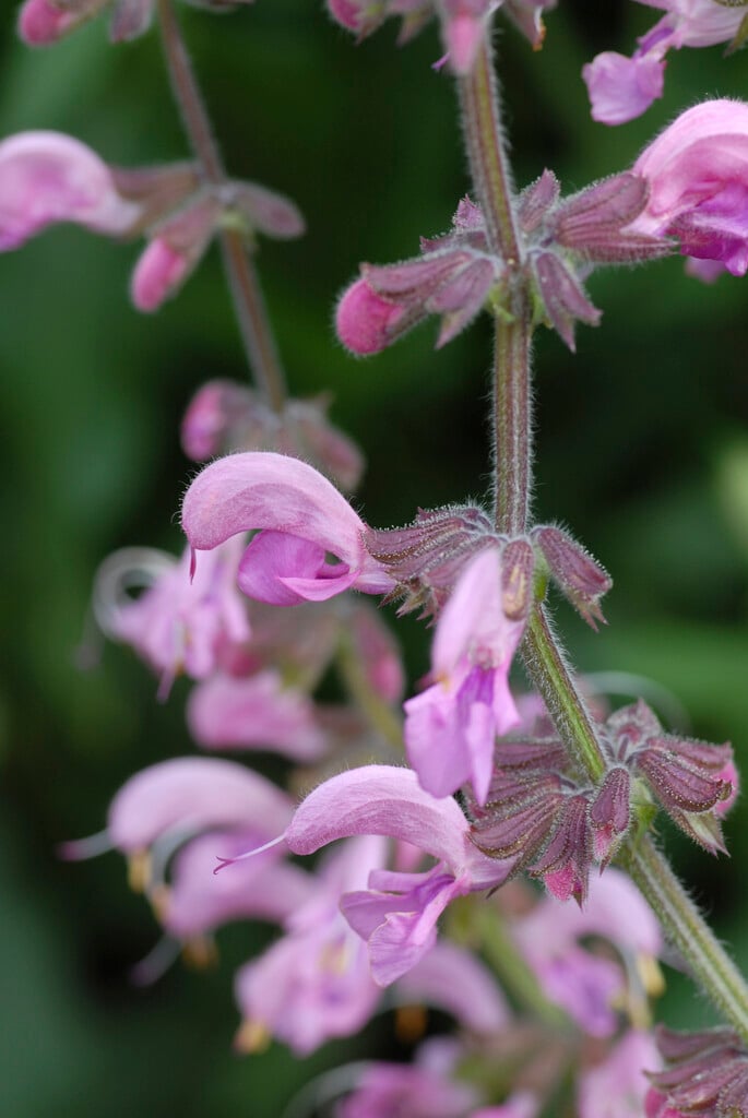 <i>Salvia</i> <i>pratensis</i> 'Rosea'