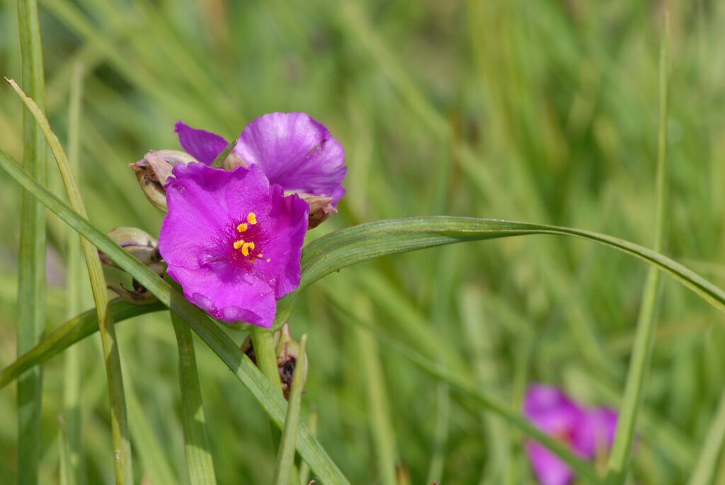 <i>Tradescantia</i> (Andersoniana Group) 'Satin Doll'