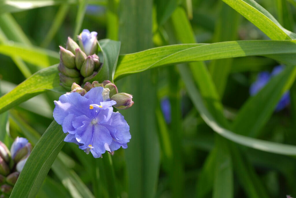 <i>Tradescantia</i> <i>virginiana</i> 'Caerulea Plena' (d)