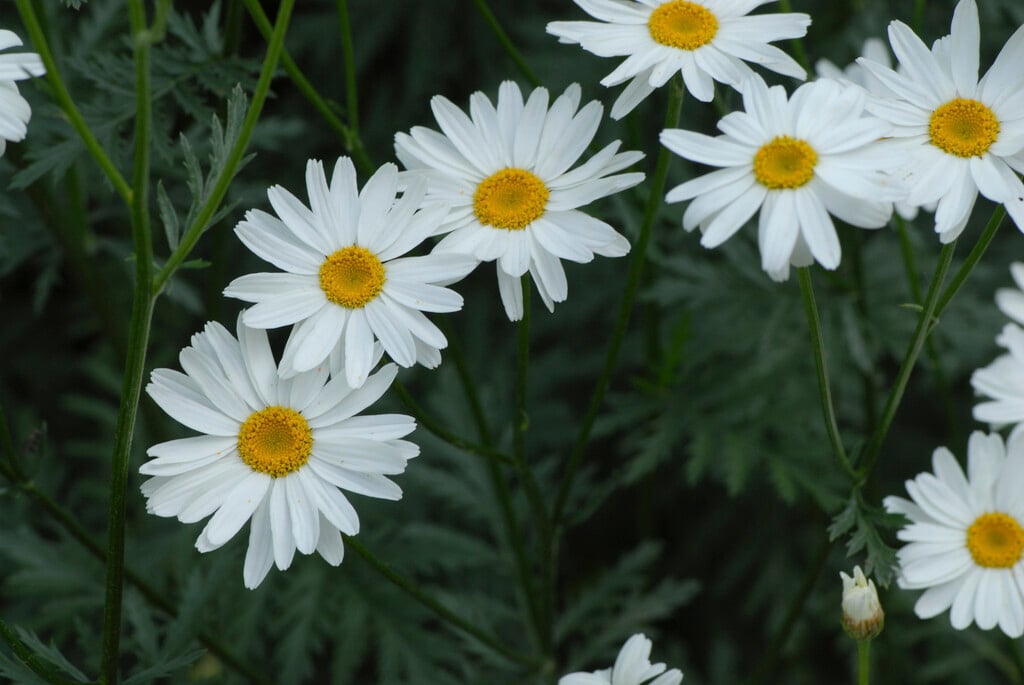 <i>Tanacetum</i> <i>corymbosum</i> 'Festtafel'
