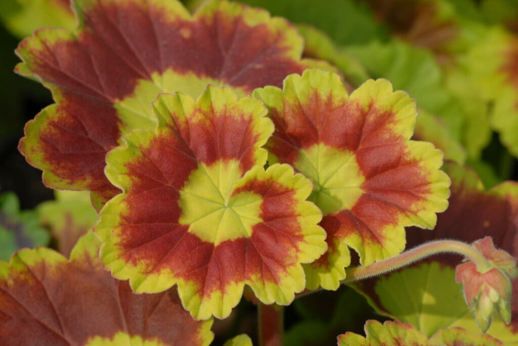 geranium 'Deerwood Lavender Lass'