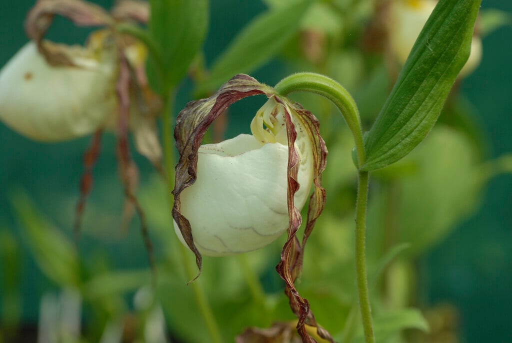 Siberian lady's slipper