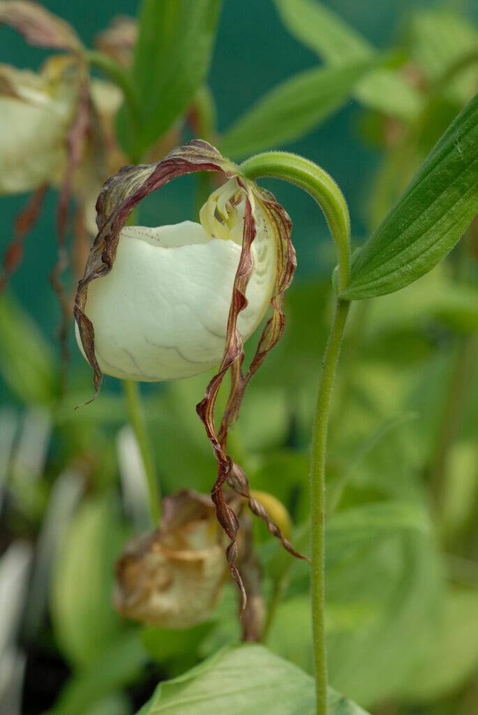 Siberian lady's slipper