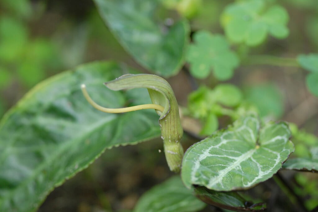 <i>Pinellia</i> <i>cordata</i>