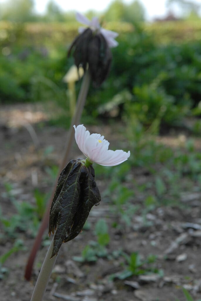 <i>Sinopodophyllum</i> <i>hexandrum</i> var. <i>emodi</i> 'Majus'