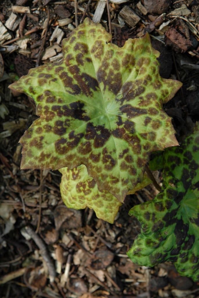 mayapple 'Spotty Dotty'