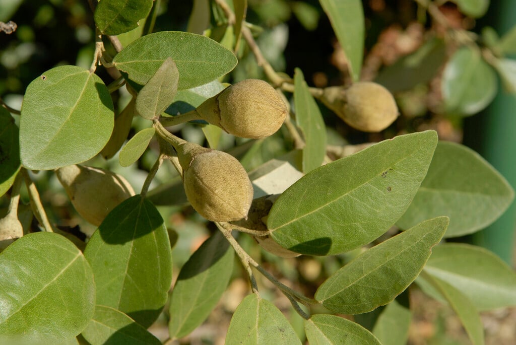 Australian whitewood