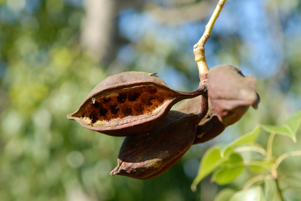 Australian gouty-stemmed tree