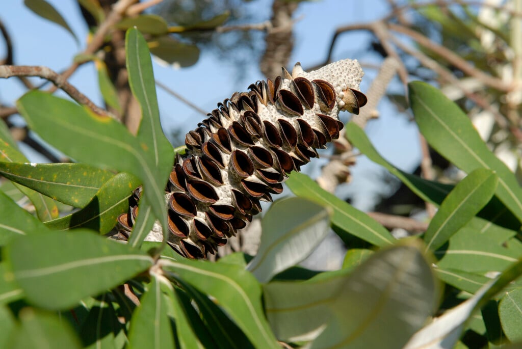 coast banksia