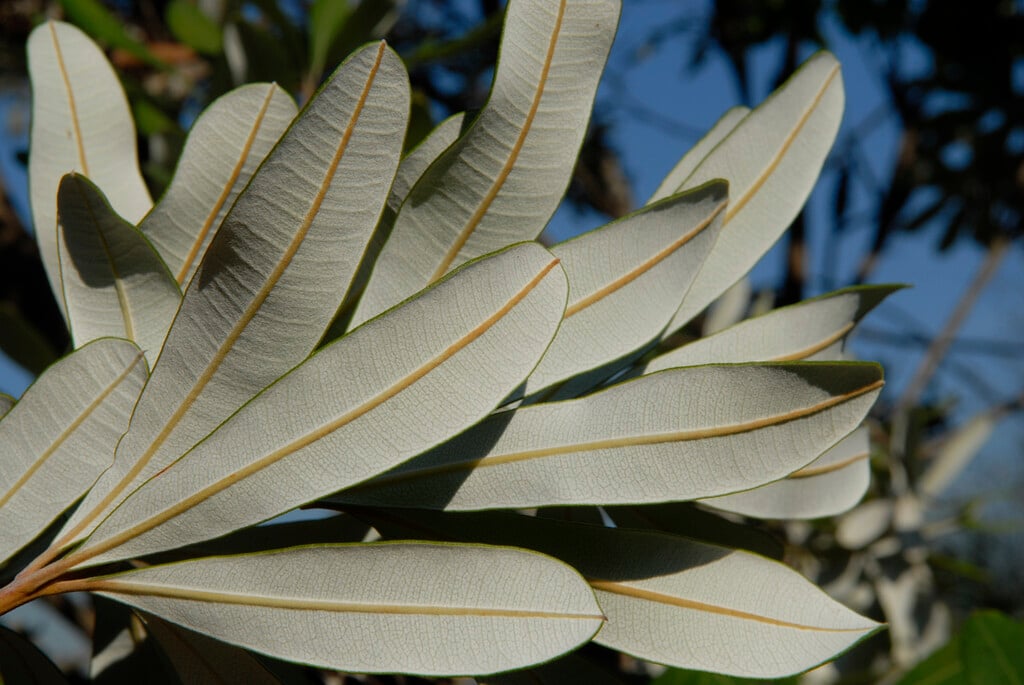 coast banksia