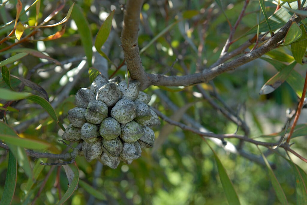 pincushion hakea